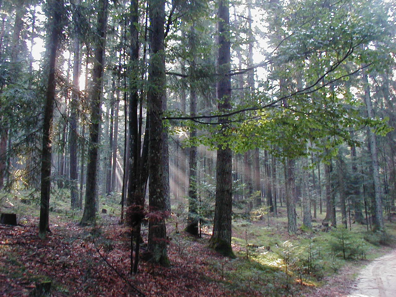 OLYMPUS DIGITAL CAMERA         