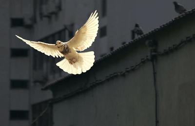 Früher wurde angenommen, dass Tauben keine Gallenblase besitzen und deshalb frei von allem Bösen sind.